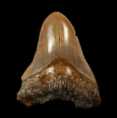 Quality Indonesian Megalodon tooth for sale | Buried Treasure Fossils