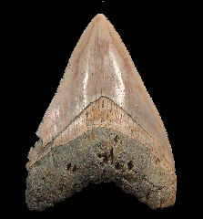 Quality Indonesian Megalodon tooth for sale 