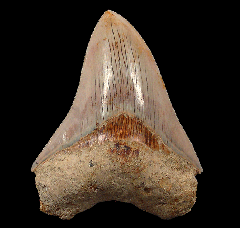 Indonesian Carcharocles megalodon tooth 
