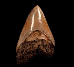 New  West Java  Otodus  megalodon tooth for sale | Buried Treasure Fossils