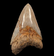 New West Java Otodus megalodon tooth for sale 