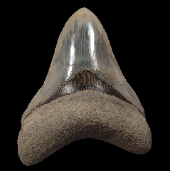 Indonesian Megalodon tooth 