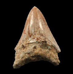 West Java Otodus megalodon | Buried Treasure Fossils