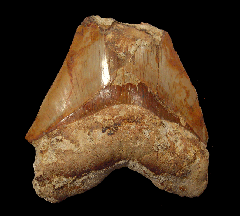 Indonesian Megalodon tooth IN65 