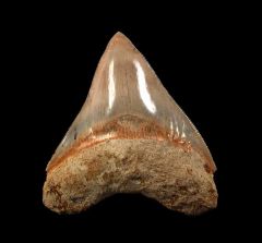 Indonesian Megalodon tooth IN66 for sale | Buried Treasure Fossils