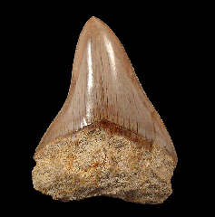 Indonesian Megalodon tooth 