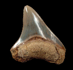 Indonesian Megalodon tooth IN67 for sale 
