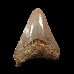 Otodus megalodon    Indonesia
