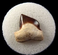 Squalicorax basanii
