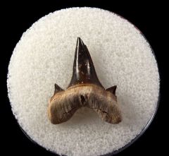 Serratolamna serrata