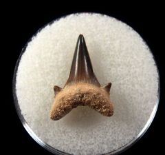 Serratolamna serrata