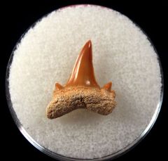 Serratolamna serrata