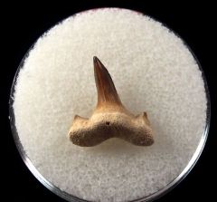 Serratolamna serrata