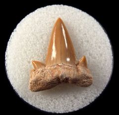 Cretolamna maroccana