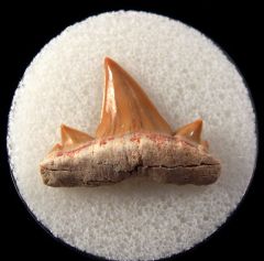 Cretolamna maroccana