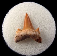 Cretolamna maroccana