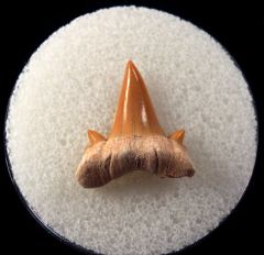 Cretolamna maroccana