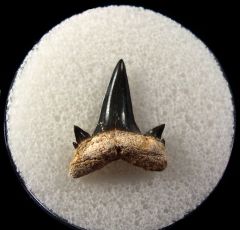Cretolamna maroccana