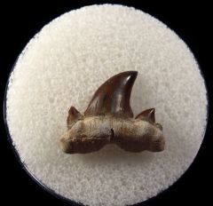 Cretolamna maroccana