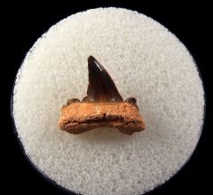 Cretolamna maroccana