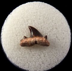 Cretolamna maroccana