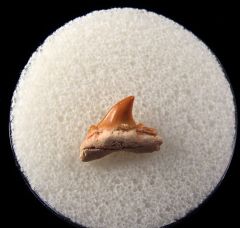 Cretolamna maroccana