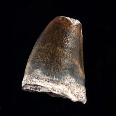 Rare Mosasaur Prognathodon anceps tooth for sale | Buried Treasure Fossils