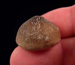 Rare Globidens aegypticus Mosasaur tooth for sale | Buried Treasure Fossils