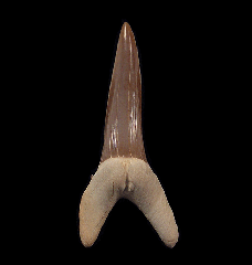 Rare Striatolamia rossica tooth for sale | Buried Treasure Fossils