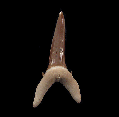 Top Quality Kazakhstan Striatolamia tooth for sale | Buried Treasure Fossils