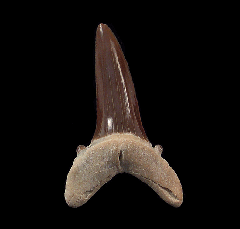 Kazakh Striatolamia rossicatooth for sale | Buried Treasure Fossils