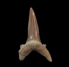 Striatolamia lateral tooth | Buried Treasure Fossils  