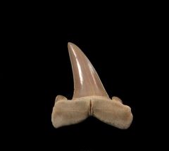 Striatolamia tooth from Kazakhstan | Buried Treasure Fossils