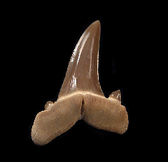 Striatolamia tooth from Kazakhstan| Buried Treasure Fossils
