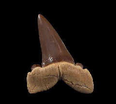 Kazakh Striatolamia rossica shark tooth | Buried Treasure Fossils