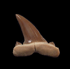 Striatolamia tooth from Kazakhstan| Buried Treasure Fossils