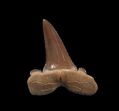 Rare Striatolamia rossica shark tooth for sale | Buried Treasure Fossils