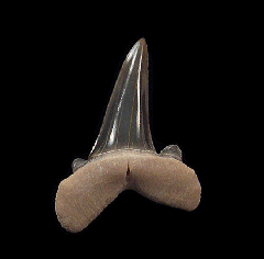 Striatolamia rossica shark tooth for sale | Buried Treasure Fossils