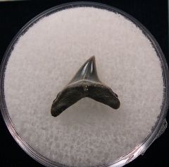 Rare Alopias hermani tooth | Buried Treasure Fossils