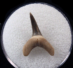 Usakias wardi tooth | Buried Treasure Fossils