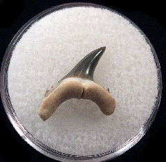 Rare Usakias wardi tooth for sale | Buried Treasure Fossils