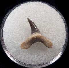 Top Quality Kazakhstan Usakias tooth for sale | Buried Treasure Fossils