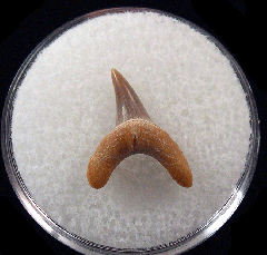 Real Kazakhstan Usakias tooth for sale | Buried Treasure Fossils