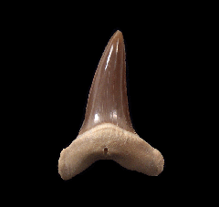 Rare Isurus praecursor for sale | Buried Treasure Fossils