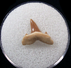 Isurolamna inflata                            