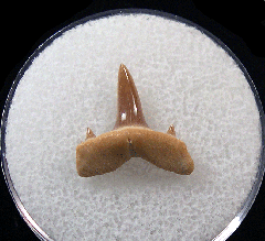 Isurolamna inflata                            