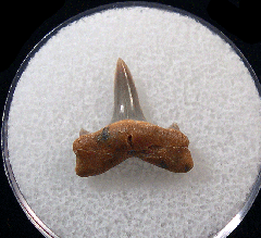 Isurolamna inflata                            