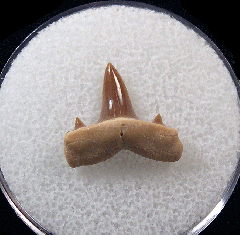 Isurolamna inflata                            