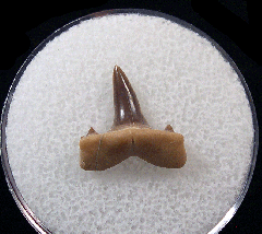 Isurolamna inflata                            