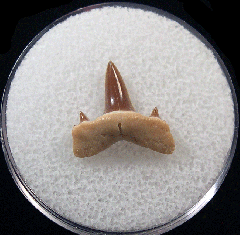 Isurolamna inflata                            